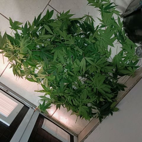 Wedding Crasher growlog timeline photo
