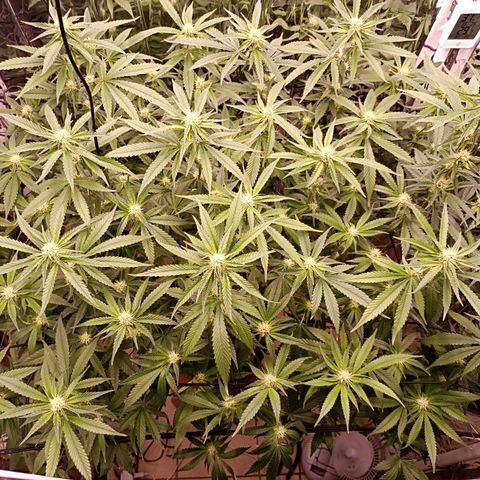 Wedding Crasher growlog timeline photo