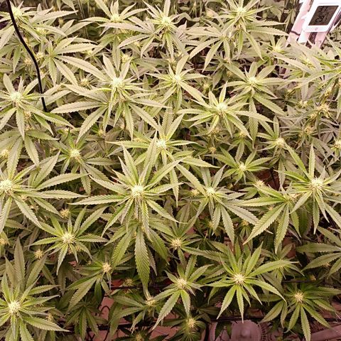 Wedding Crasher growlog timeline photo