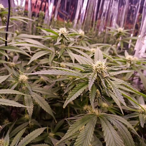 Wedding Crasher growlog timeline photo