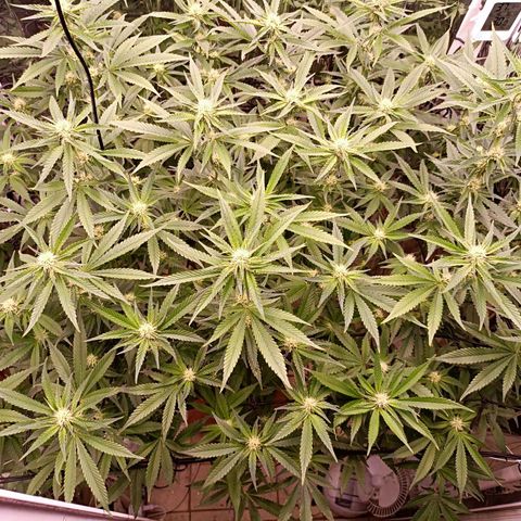 Wedding Crasher growlog timeline photo