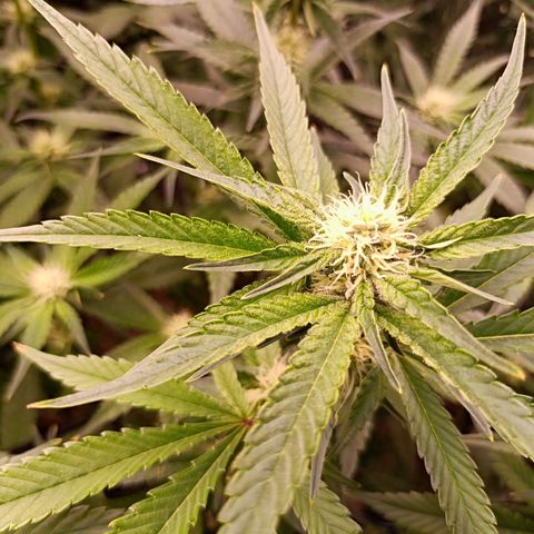 Wedding Crasher growlog timeline photo