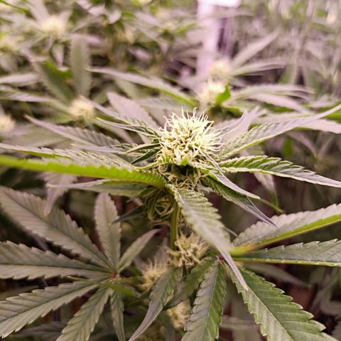 Wedding Crasher growlog timeline photo