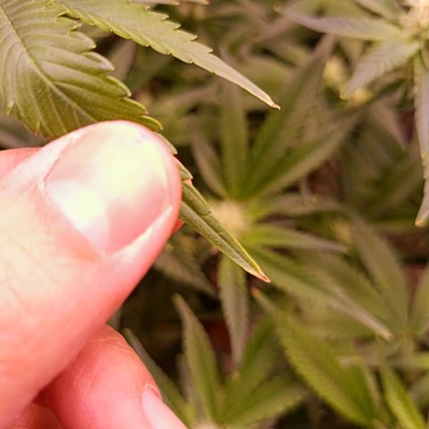 Wedding Crasher growlog timeline photo