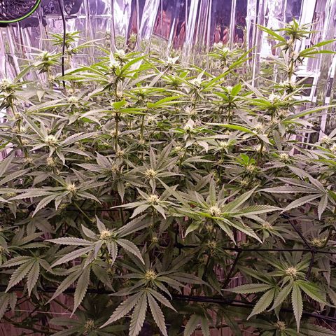 Wedding Crasher growlog timeline photo