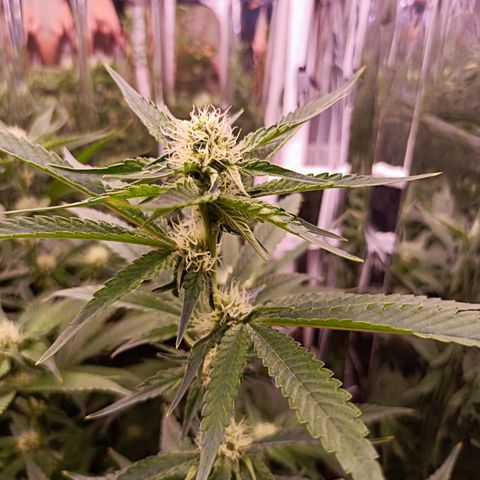 Wedding Crasher growlog timeline photo