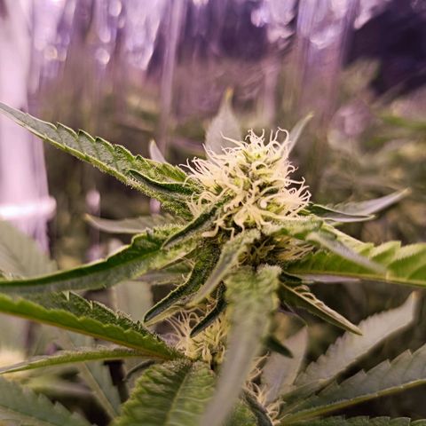 Wedding Crasher growlog timeline photo