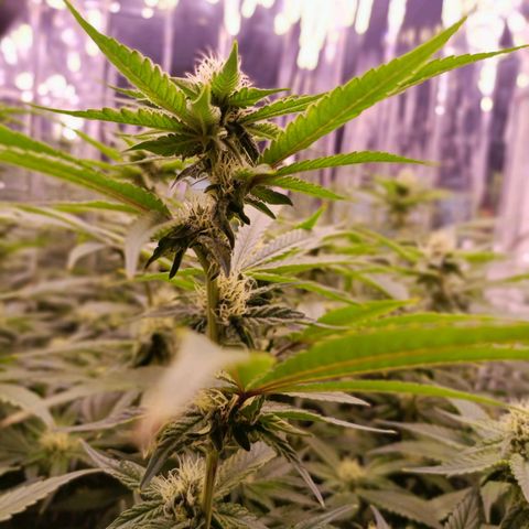 Wedding Crasher growlog timeline photo