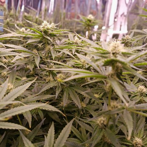 Wedding Crasher growlog timeline photo