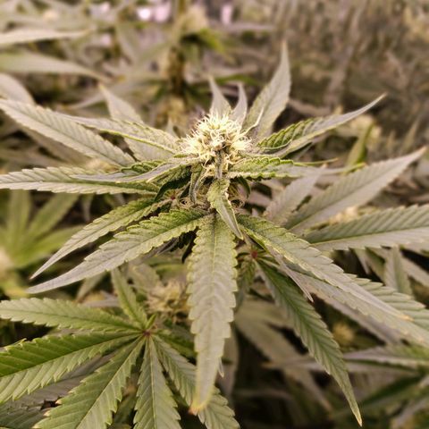 Wedding Crasher growlog timeline photo