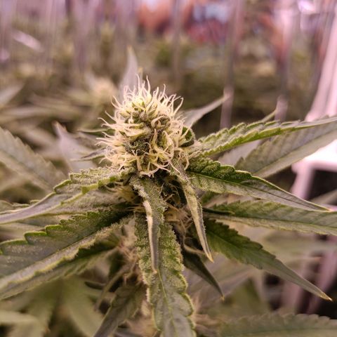 Wedding Crasher growlog timeline photo