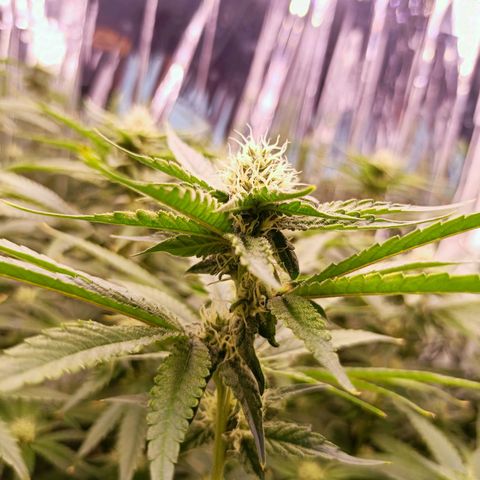 Wedding Crasher growlog timeline photo
