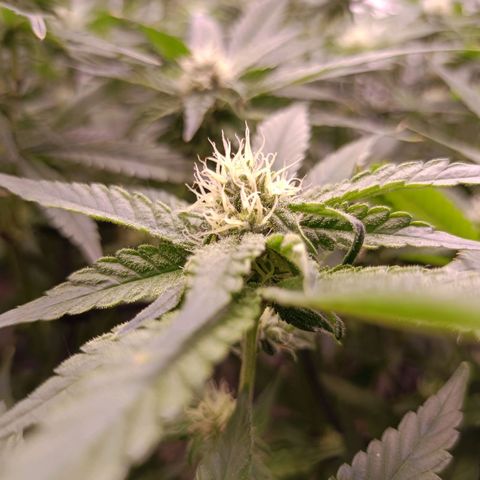 Wedding Crasher growlog timeline photo