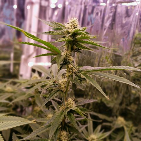 Wedding Crasher growlog timeline photo