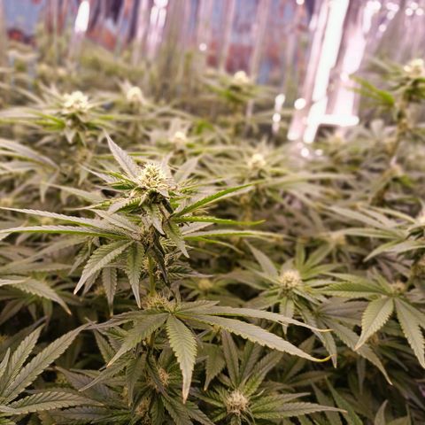 Wedding Crasher growlog timeline photo