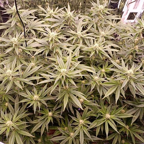 Wedding Crasher growlog timeline photo