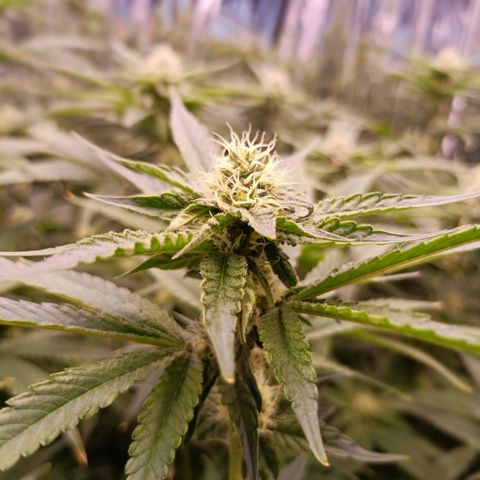 Wedding Crasher growlog timeline photo