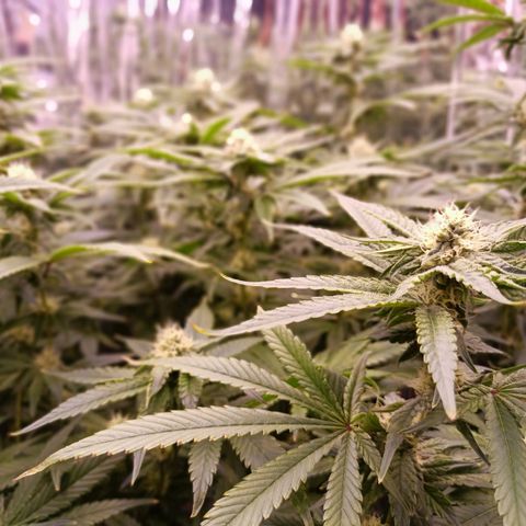 Wedding Crasher growlog timeline photo