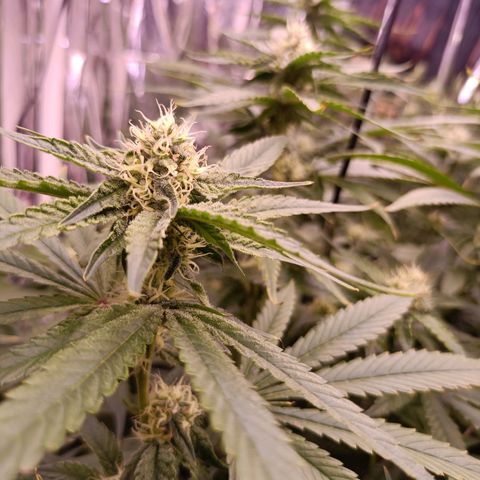 Wedding Crasher growlog timeline photo
