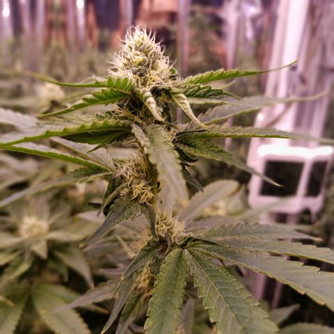 Wedding Crasher growlog timeline photo