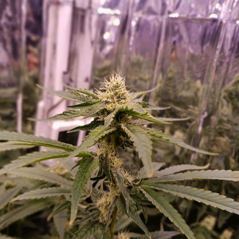 Wedding Crasher growlog timeline photo