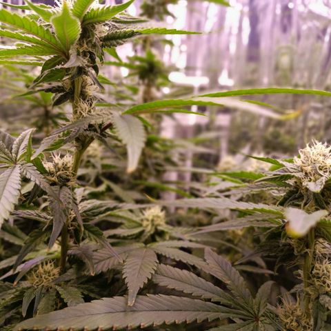 Wedding Crasher growlog timeline photo