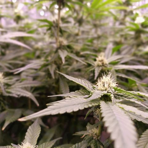 Wedding Crasher growlog timeline photo