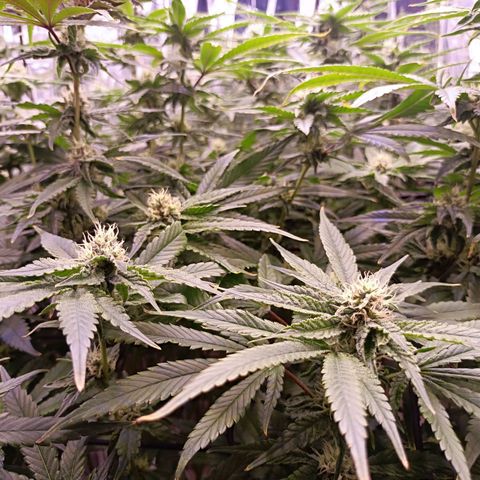 Wedding Crasher growlog timeline photo
