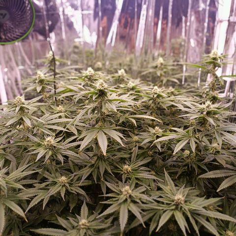 Wedding Crasher growlog timeline photo
