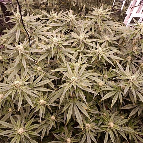 Wedding Crasher growlog timeline photo