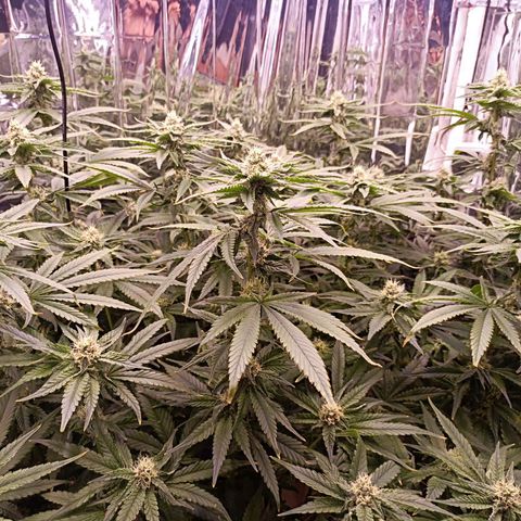 Wedding Crasher growlog timeline photo
