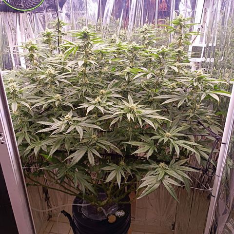 Wedding Crasher growlog timeline photo