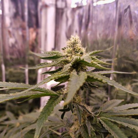 Wedding Crasher growlog timeline photo