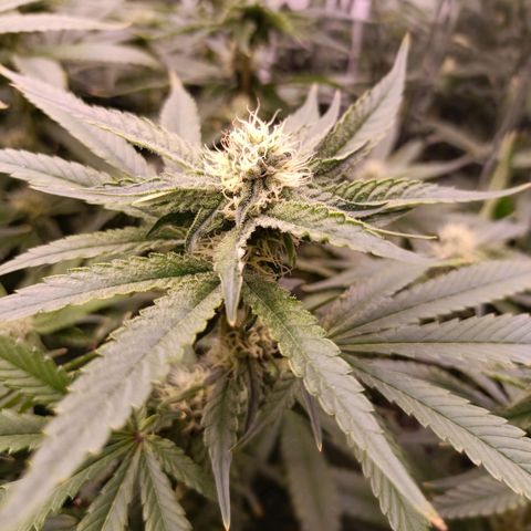 Wedding Crasher growlog timeline photo