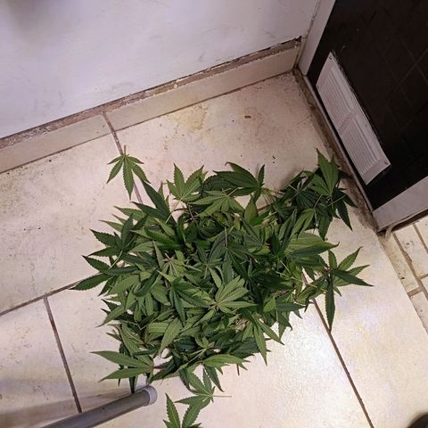 Wedding Crasher growlog timeline photo