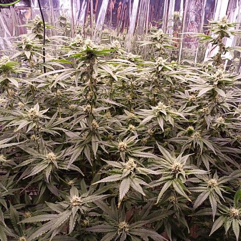 Wedding Crasher growlog timeline photo