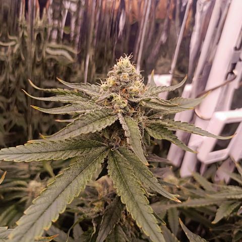 Wedding Crasher growlog timeline photo
