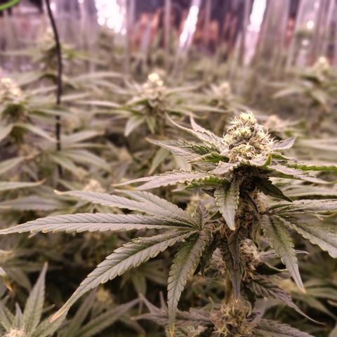 Wedding Crasher growlog timeline photo