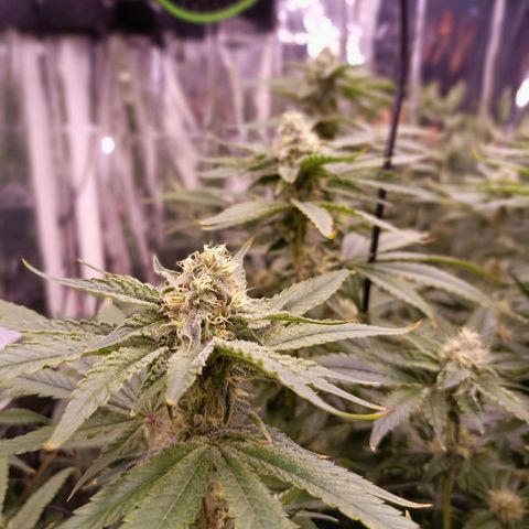 Wedding Crasher growlog timeline photo