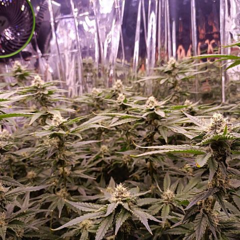 Wedding Crasher growlog timeline photo