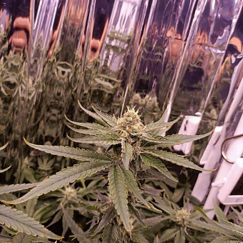 Wedding Crasher growlog timeline photo