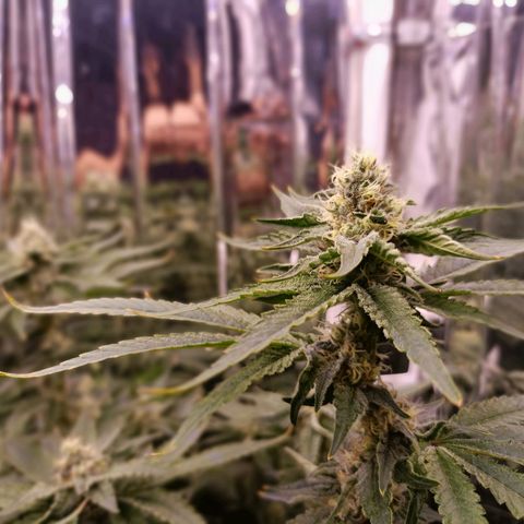 Wedding Crasher growlog timeline photo