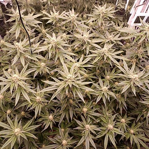 Wedding Crasher growlog timeline photo