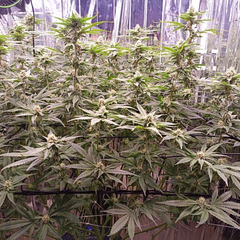 Wedding Crasher growlog timeline photo