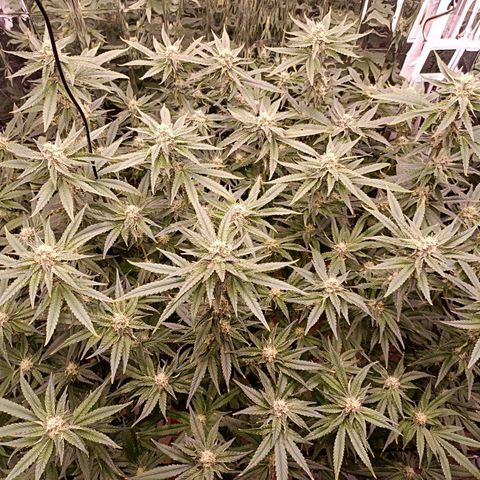 Wedding Crasher growlog timeline photo