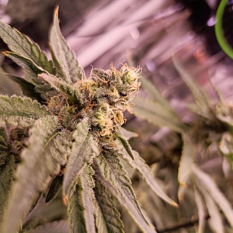 Wedding Crasher growlog timeline photo