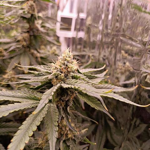 Wedding Crasher growlog timeline photo