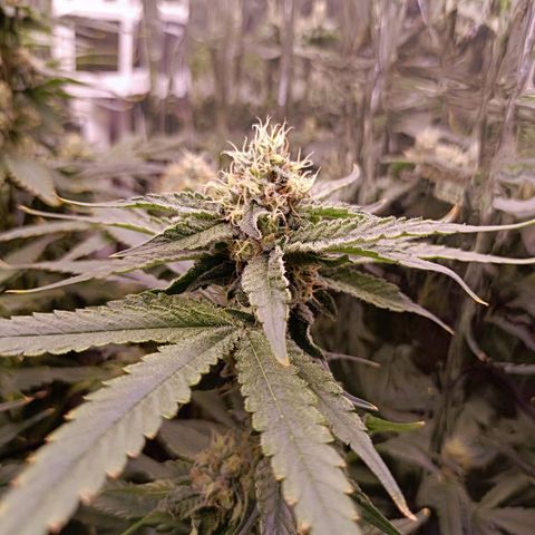 Wedding Crasher growlog timeline photo