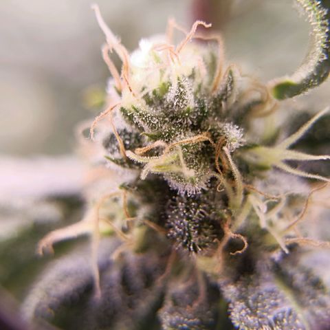 Wedding Crasher growlog timeline photo