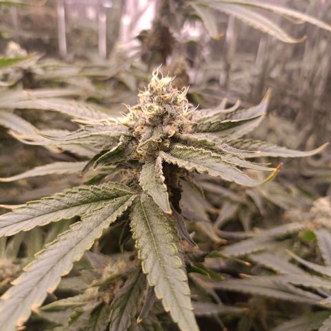 Wedding Crasher growlog timeline photo